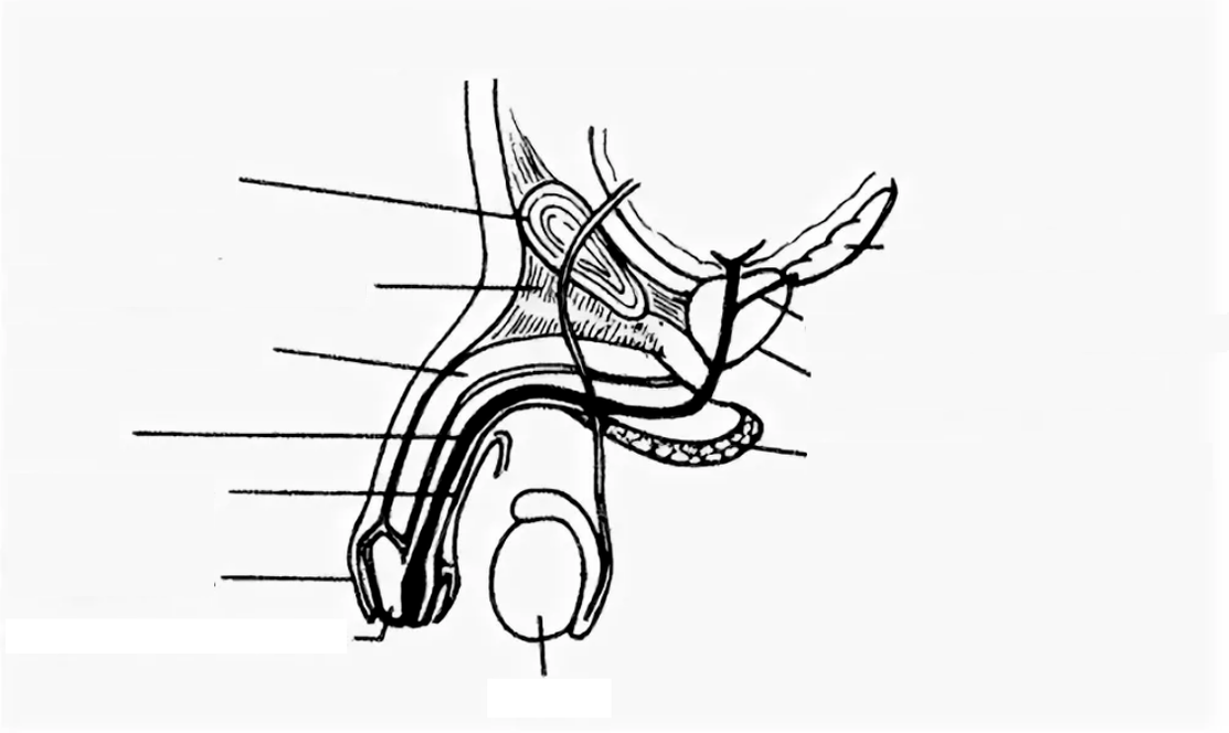 structure of the penis